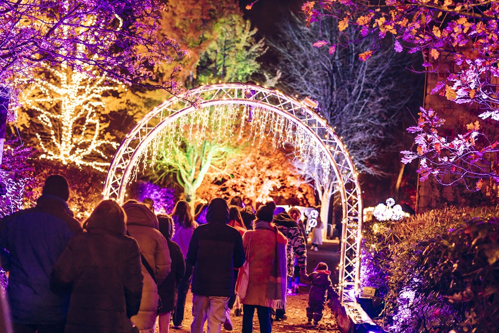 An image of the Bute Park Illuminations on a winter night. 