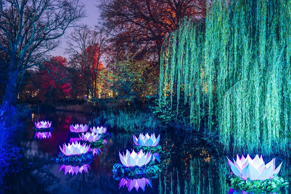 An image of the Bute Park Illuminations on a winter night. 